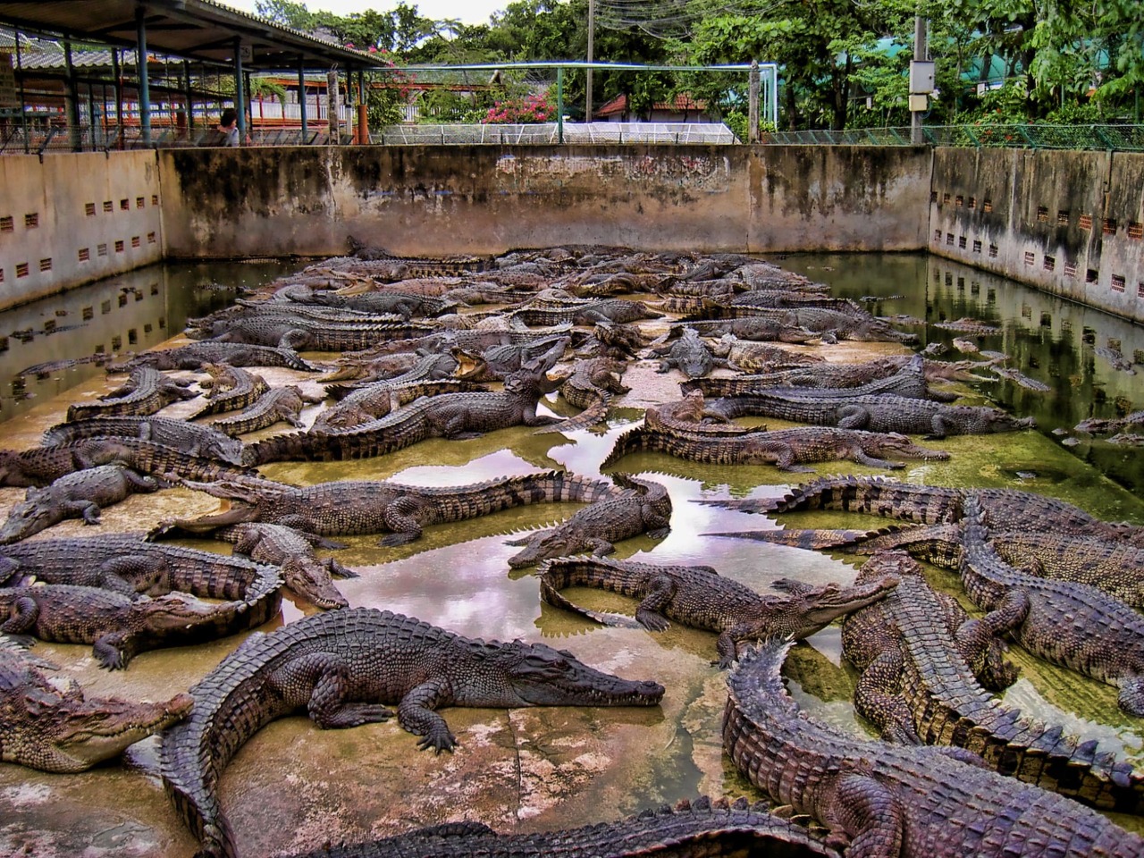 Зубастая Паттайя: едем на крокодиловую ферму! | Цена 125$, отзывы, описание экскурсии