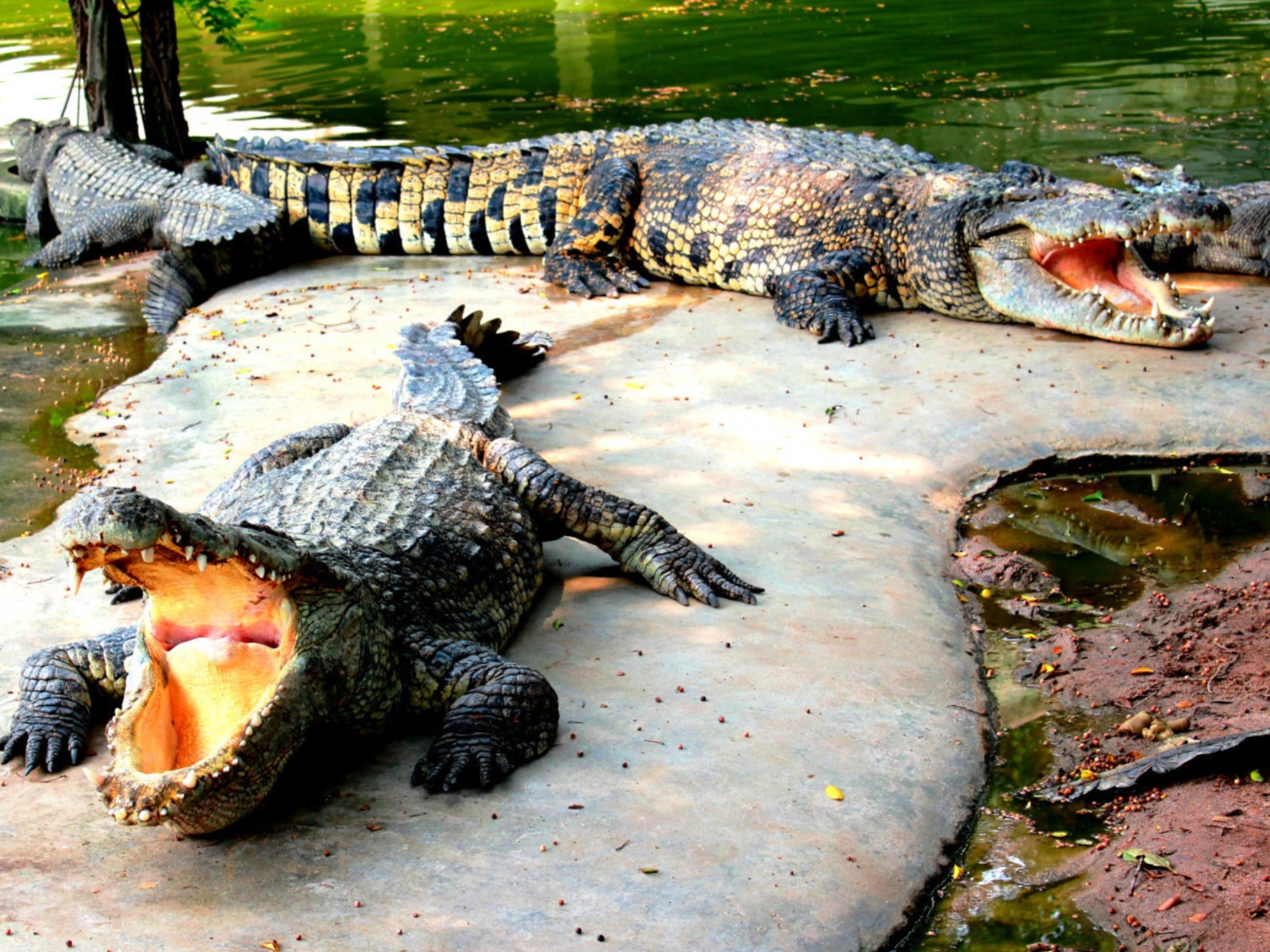 Крокодилы guidego.ru