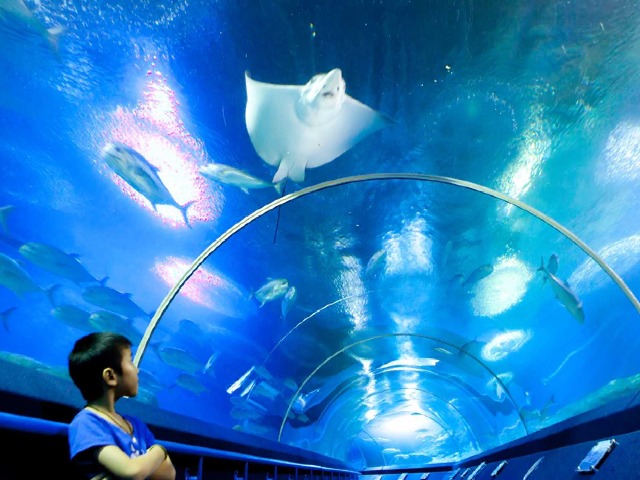 Индивидуальная экскурсия в океанариум Underwater World Паттайи — фото 3
