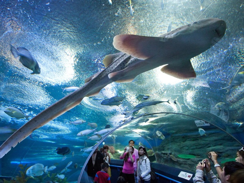 Индивидуальная экскурсия в океанариум Underwater World Паттайи - индивидуальная экскурсия в Паттайе на машине гида длительностью 2 часа с количеством участников до 2 человек цена экскурсии 150$