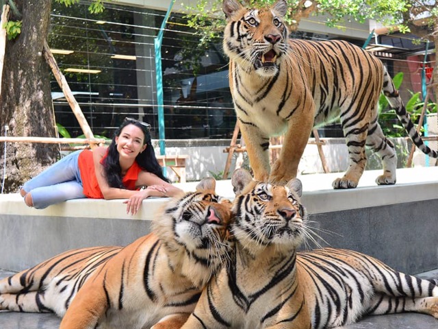 Обзорная экскурсия «Tiger Park Pattaya — тигры, фотки и драйв!» — фото 2