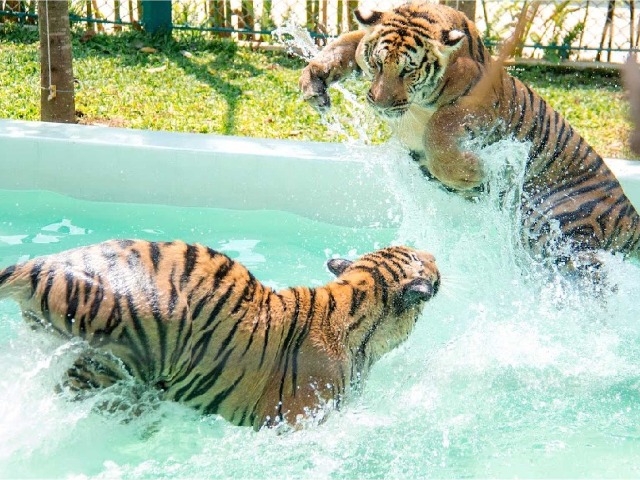 Обзорная экскурсия «Tiger Park Pattaya — тигры, фотки и драйв!» — фото 3