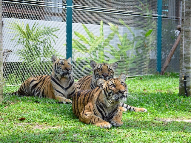 Tiger Park Pattaya — тигры, фотки и драйв!