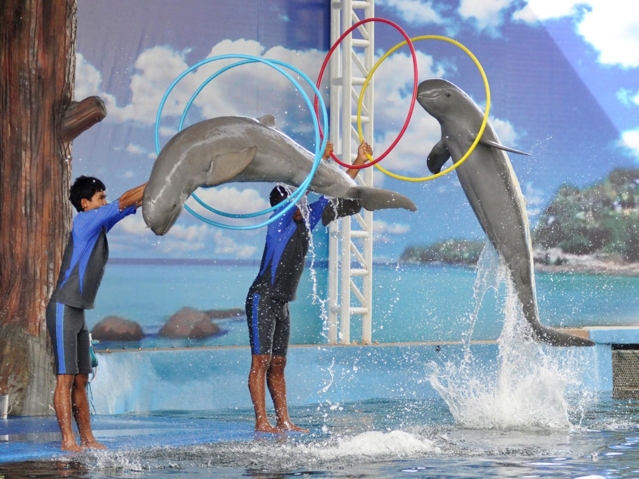 Дельфинарий в Паттайе | Цена 150$, отзывы, описание экскурсии