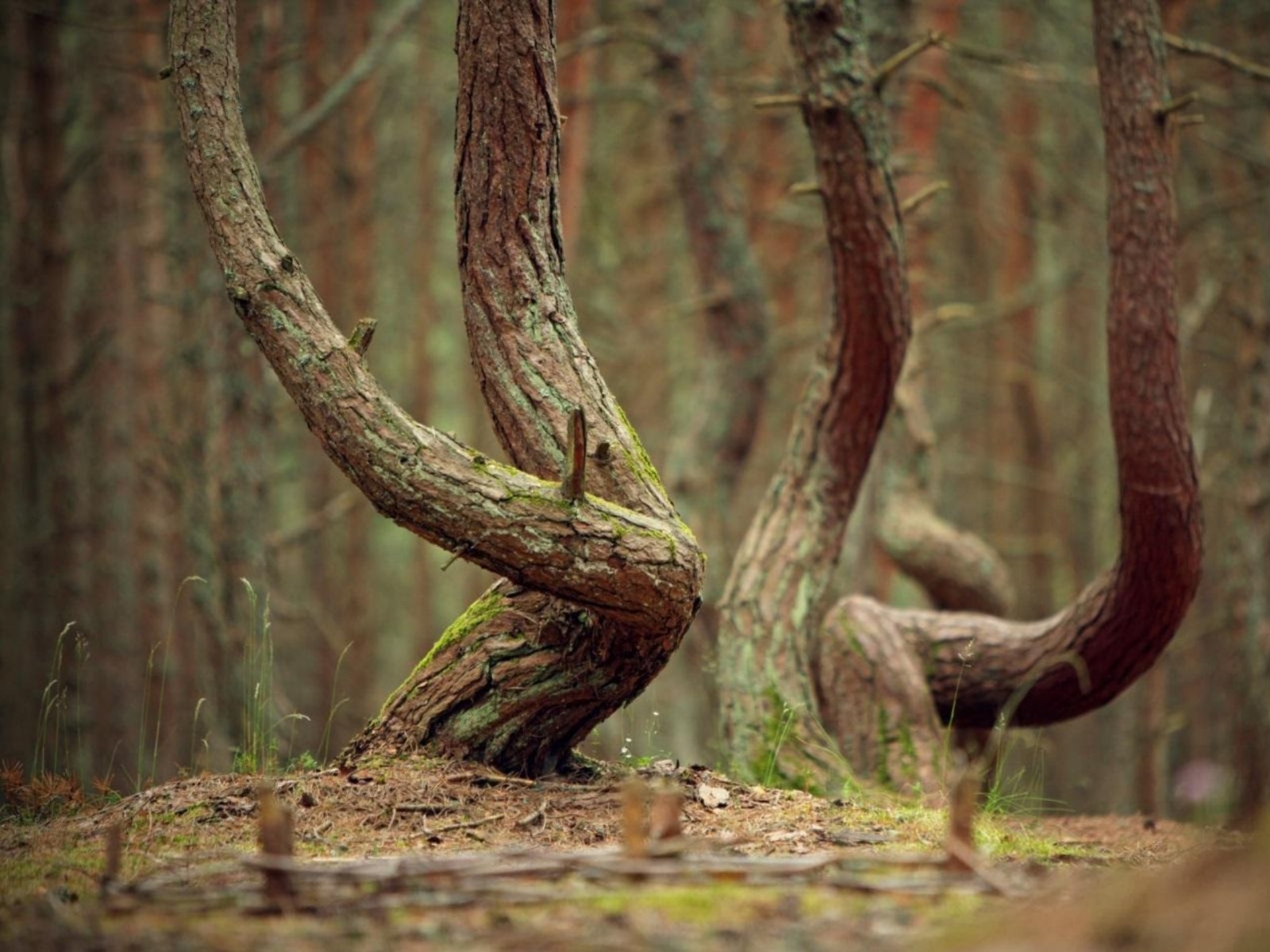 Танцующий лес guidego.ru