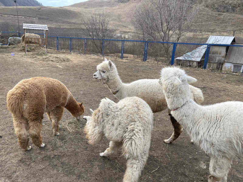 В гости к альпака: воспоминания на всю жизнь - индивидуальная экскурсия в Кисловодске на машине гида длительностью 5 часов с количеством участников до 4 человек цена экскурсии 8000₽