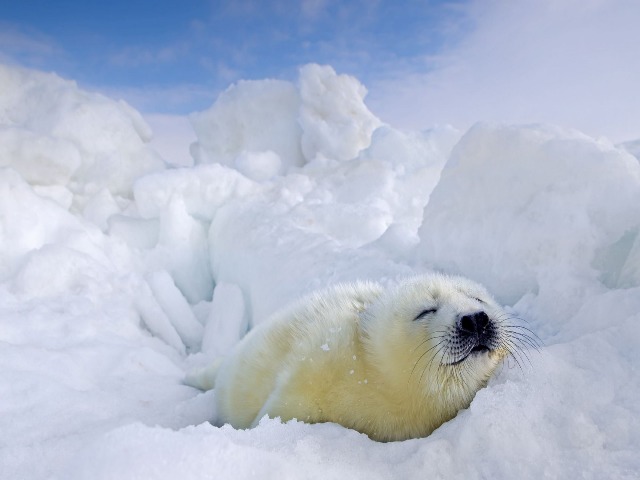 Экспедиция к белькам гренландских тюленей