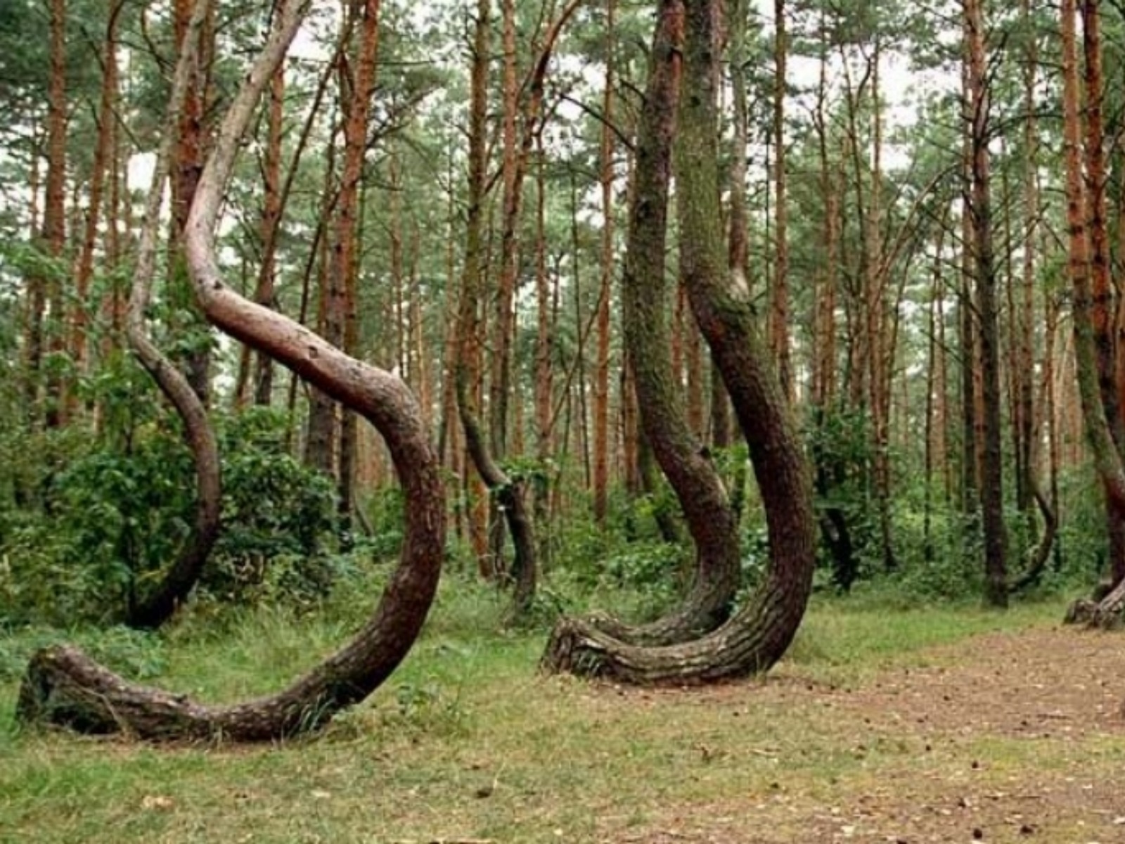 Танцующий лес  