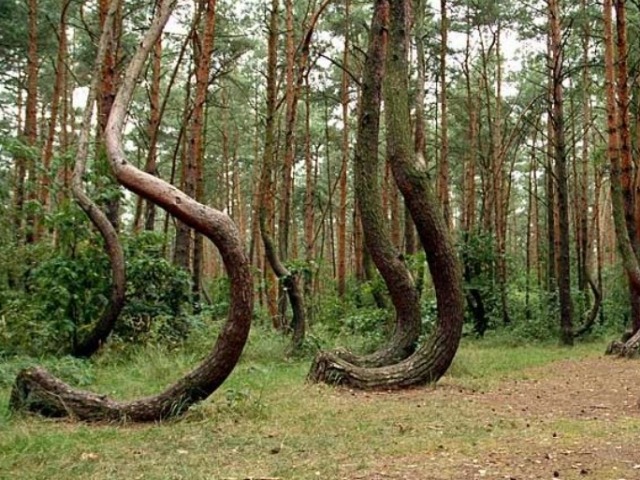 На Куршскую косу из Калининграда в группе — фото 2
