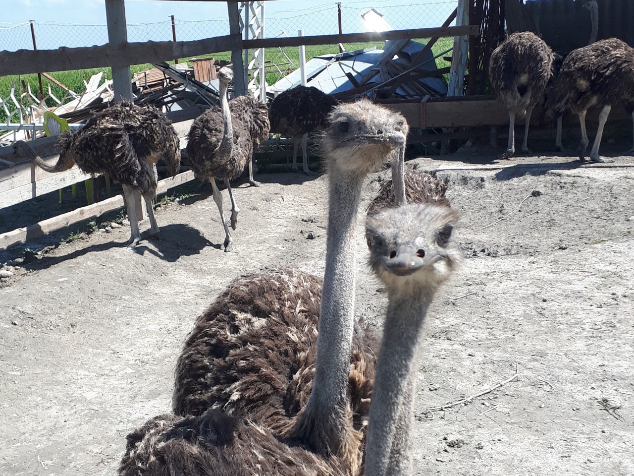 Контактный зоопарк в Челеке: в гости к страусам  | Цена 255€, отзывы, описание экскурсии