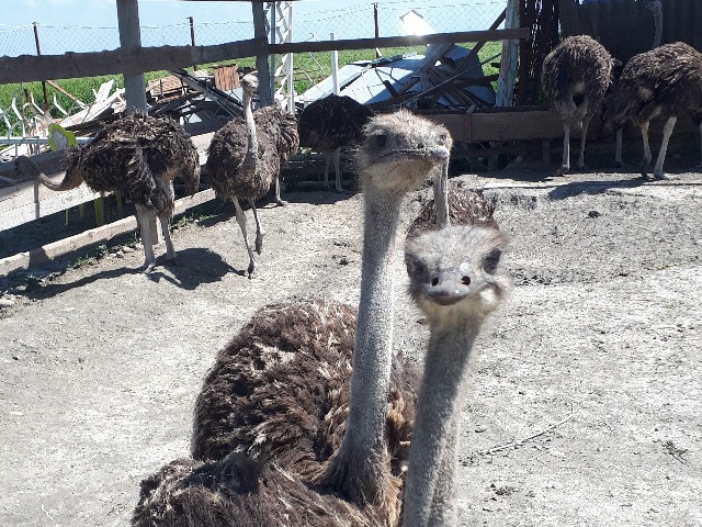 Контактный зоопарк в Челеке: в гости к страусам 