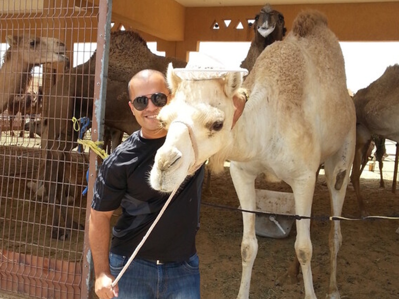 Изумрудный Аль-Айн — оазис фиников и верблюдов | Цена 440$, отзывы, описание экскурсии