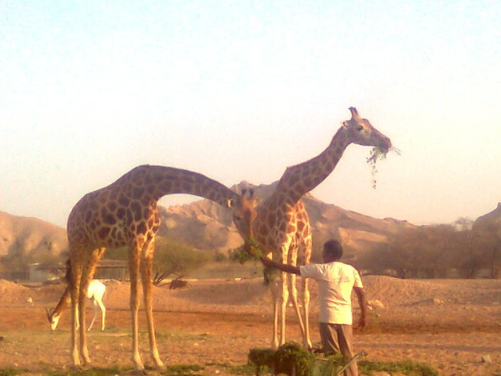 Жирафы  