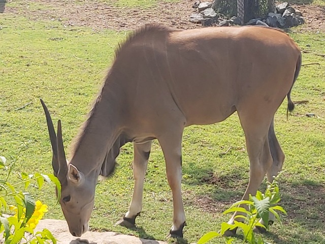 Индивидуальная экскурсия в зоопарк Dubai Safari Park на машине — фото 3