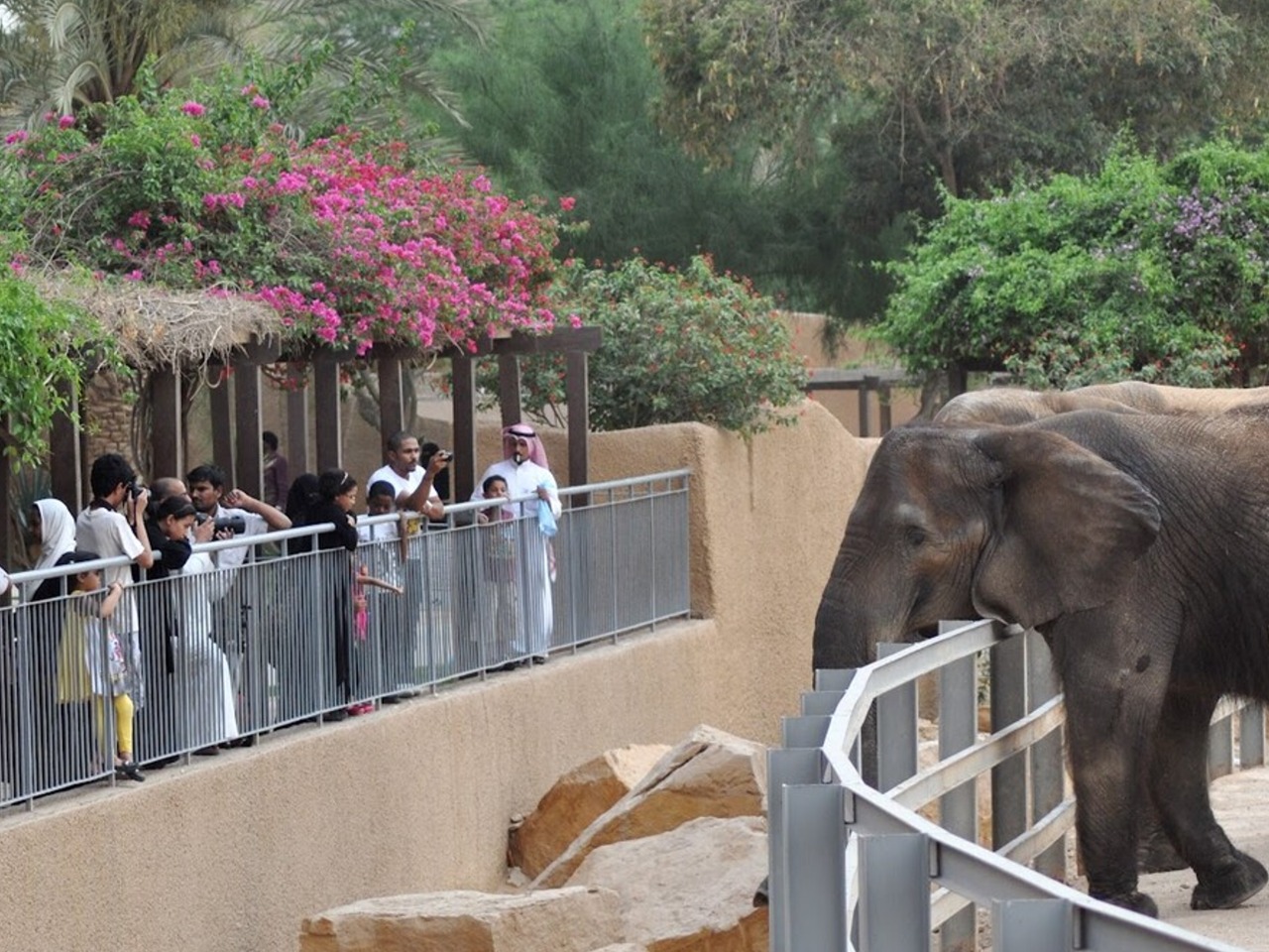 Зоопарк Dubai Safari Park | Цена 200$, отзывы, описание экскурсии