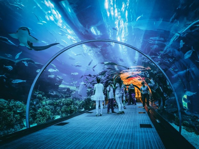 Обзорная экскурсия в Дубае «Dubai Aquarium & Underwater Zoo» — фото 2