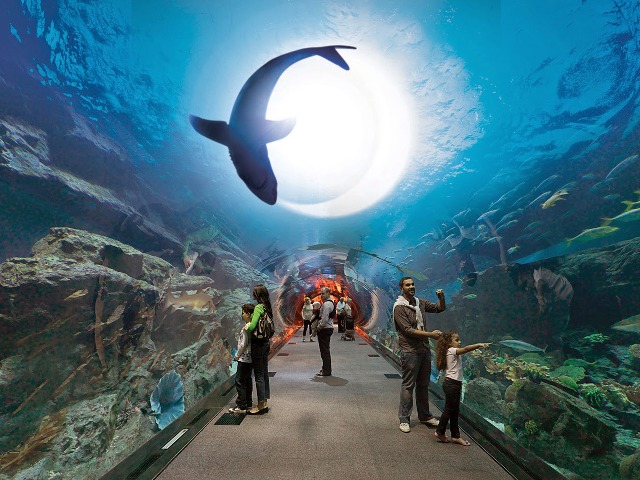 Обзорная экскурсия в Дубае «Dubai Aquarium & Underwater Zoo» — фото 3
