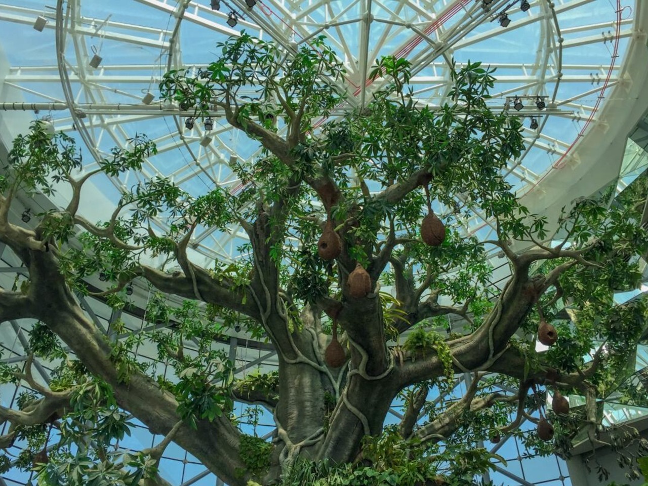 Музей тропического леса — живая The Green Planet | Цена 44$, отзывы, описание экскурсии