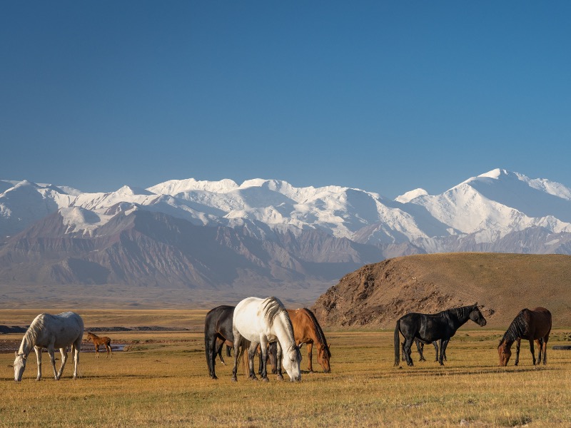 Альпийские луга  