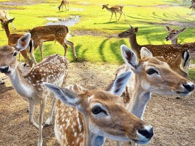 Africa Safari Park — первый сафари-парк в Египте - индивидуальная экскурсия в Каире на машине гида длительностью 12 часов с количеством участников до 6 человек цена экскурсии 350$