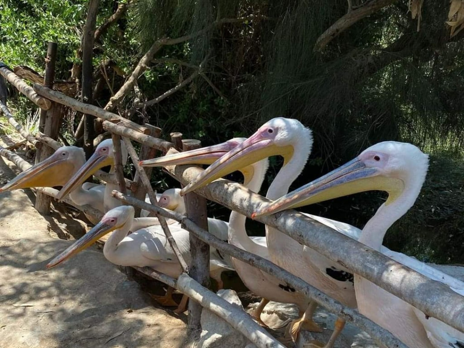 Пеликаны 
