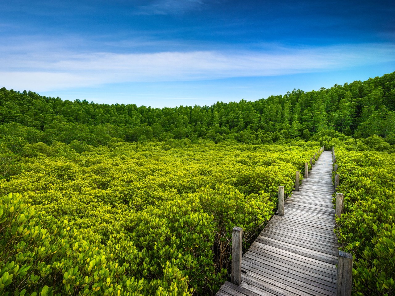 Мангровые леса национального парка Golden Meadow | Цена 88$, отзывы, описание экскурсии