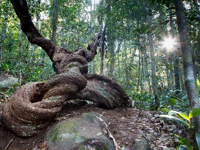 Находка для натуралиста — дождевой лес Синхараджа