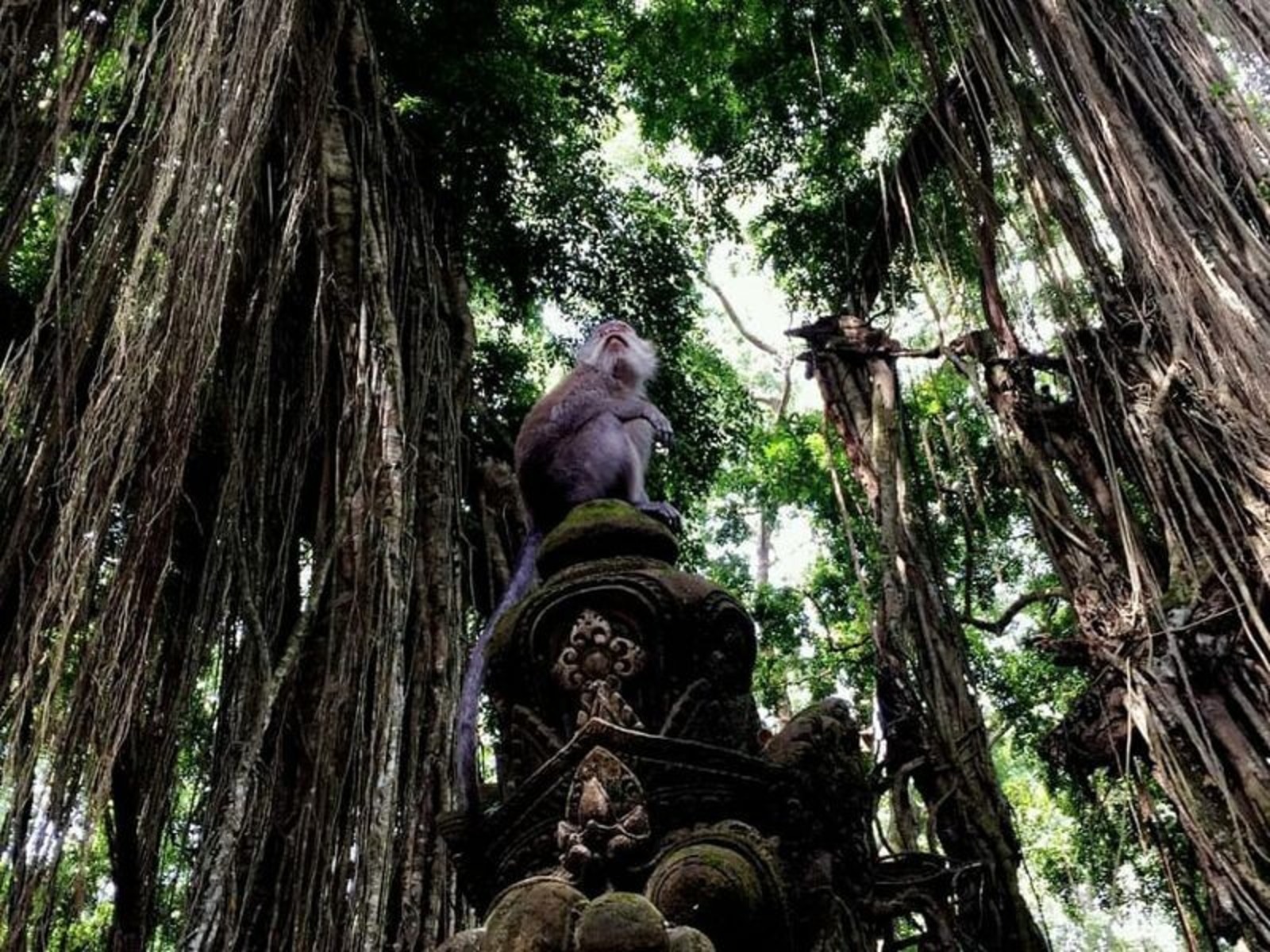 Лес обезьян
