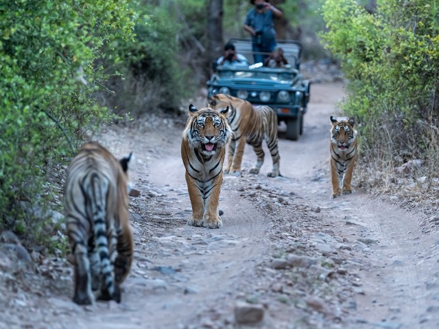 Тур на 9 дней в Индии: 3 города + сафари в национальном парке
