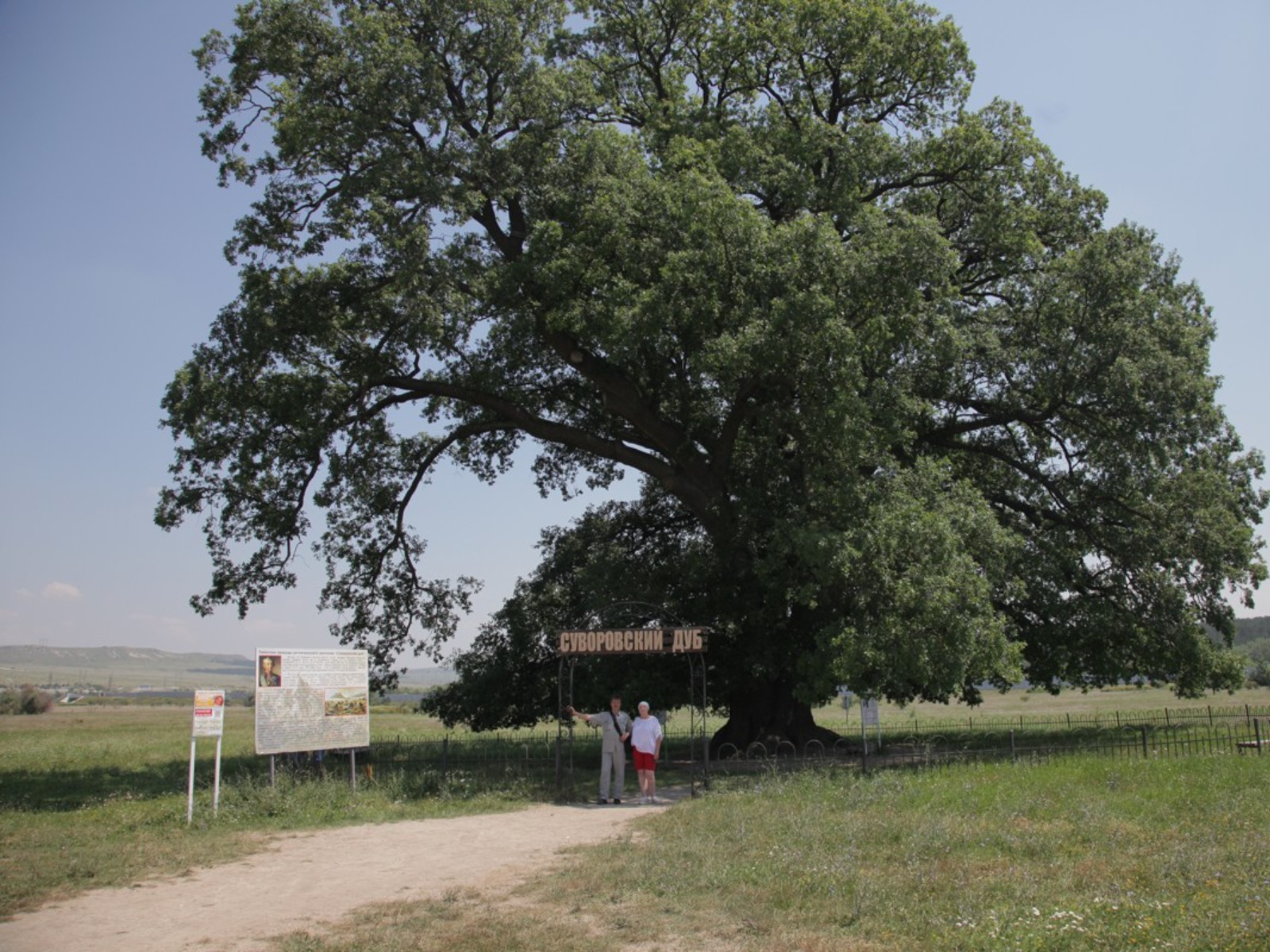 Древний дуб, которому более 750 лет