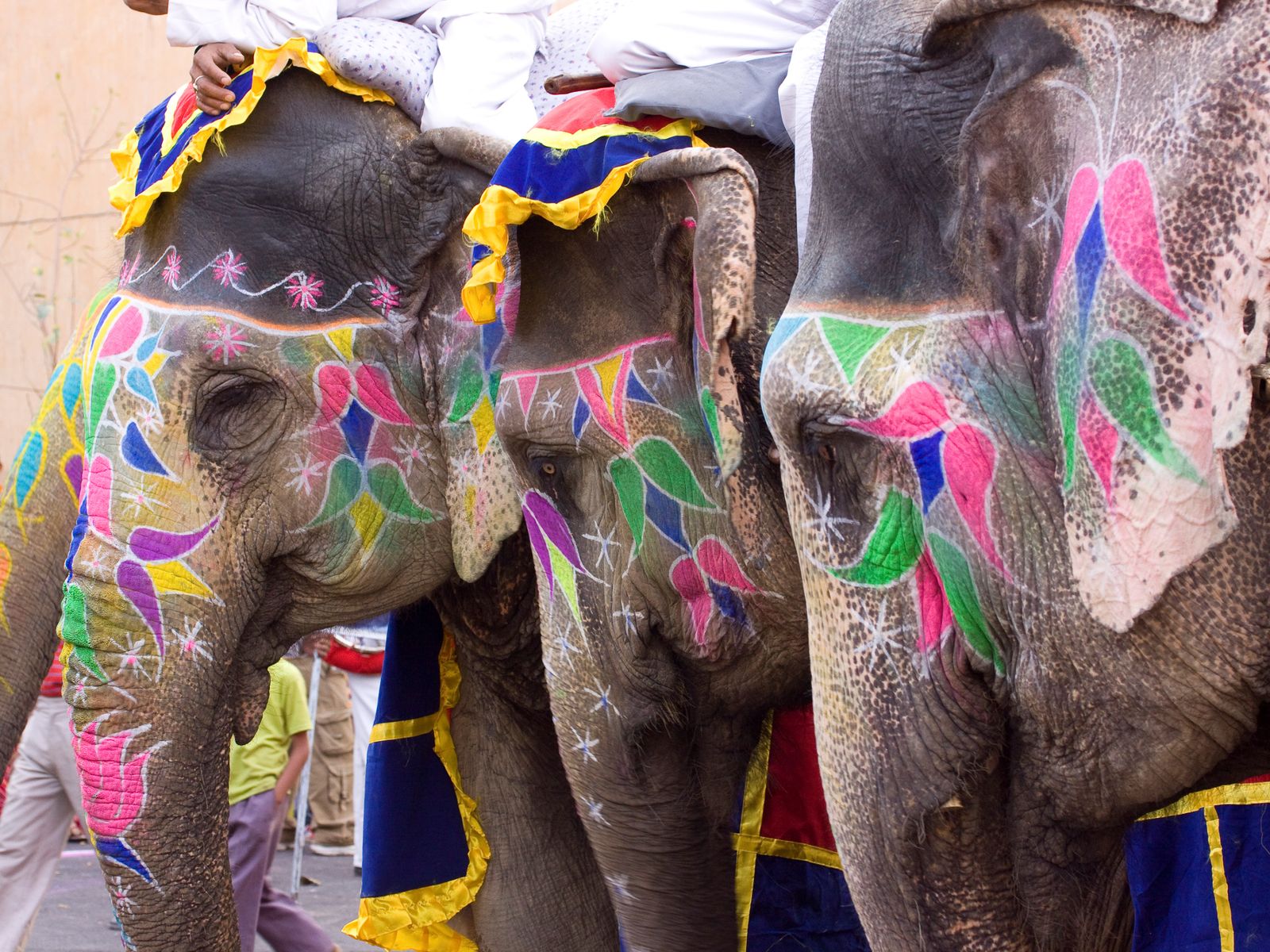 Рисование красками на слонах в Джайпуре