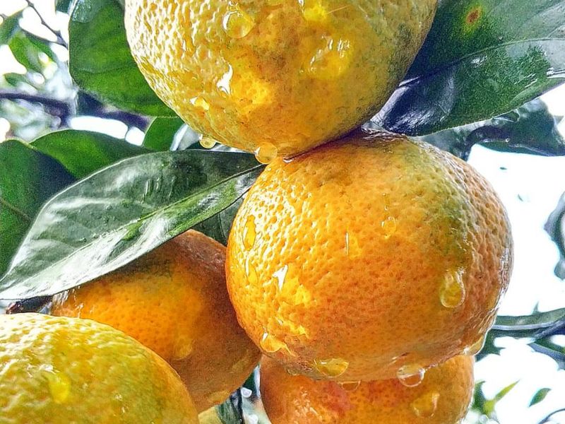 Мандарины Абхазии