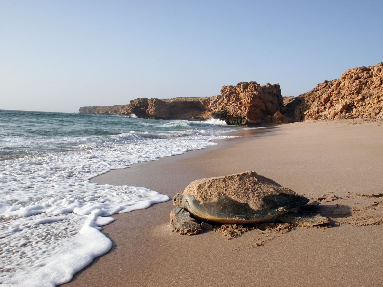 Пляж черепах