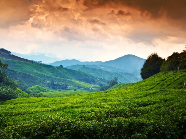 Нагорье Камерон: прохлада и чайные плантации