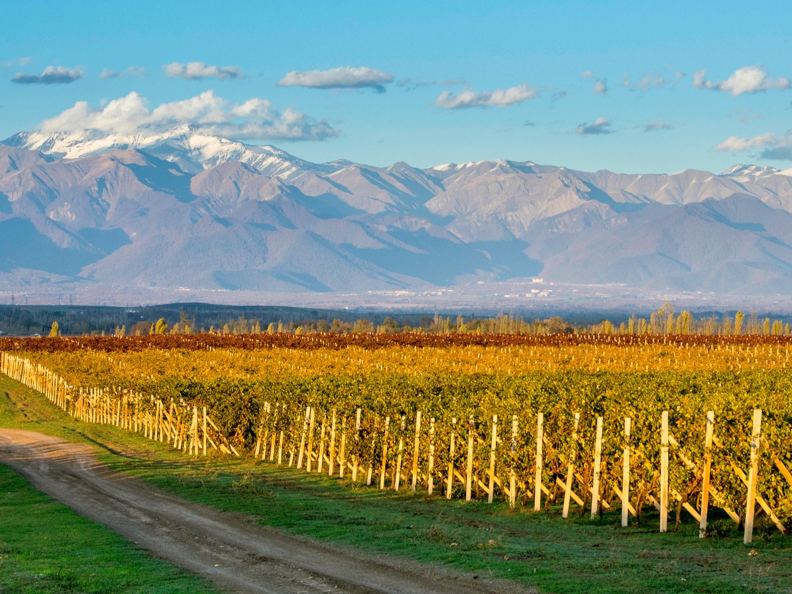 Виноградники на фоне гряды Большого Кавказа