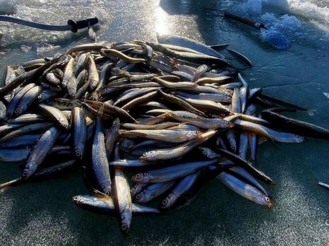 Подлёдная рыбалка (декабрь — март) из Южно-Сахалинска — фото 3