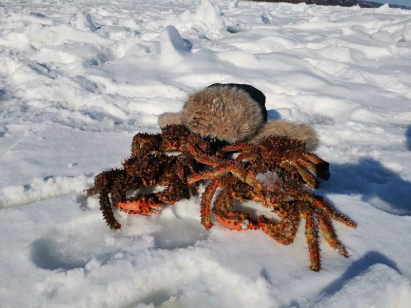 Зимняя экскурсия. Подлёдная крабалка - групповая экскурсия в Южно-Сахалинске на машине гида длительностью 5 часов с количеством участников до 10 человек цена экскурсии 13400₽