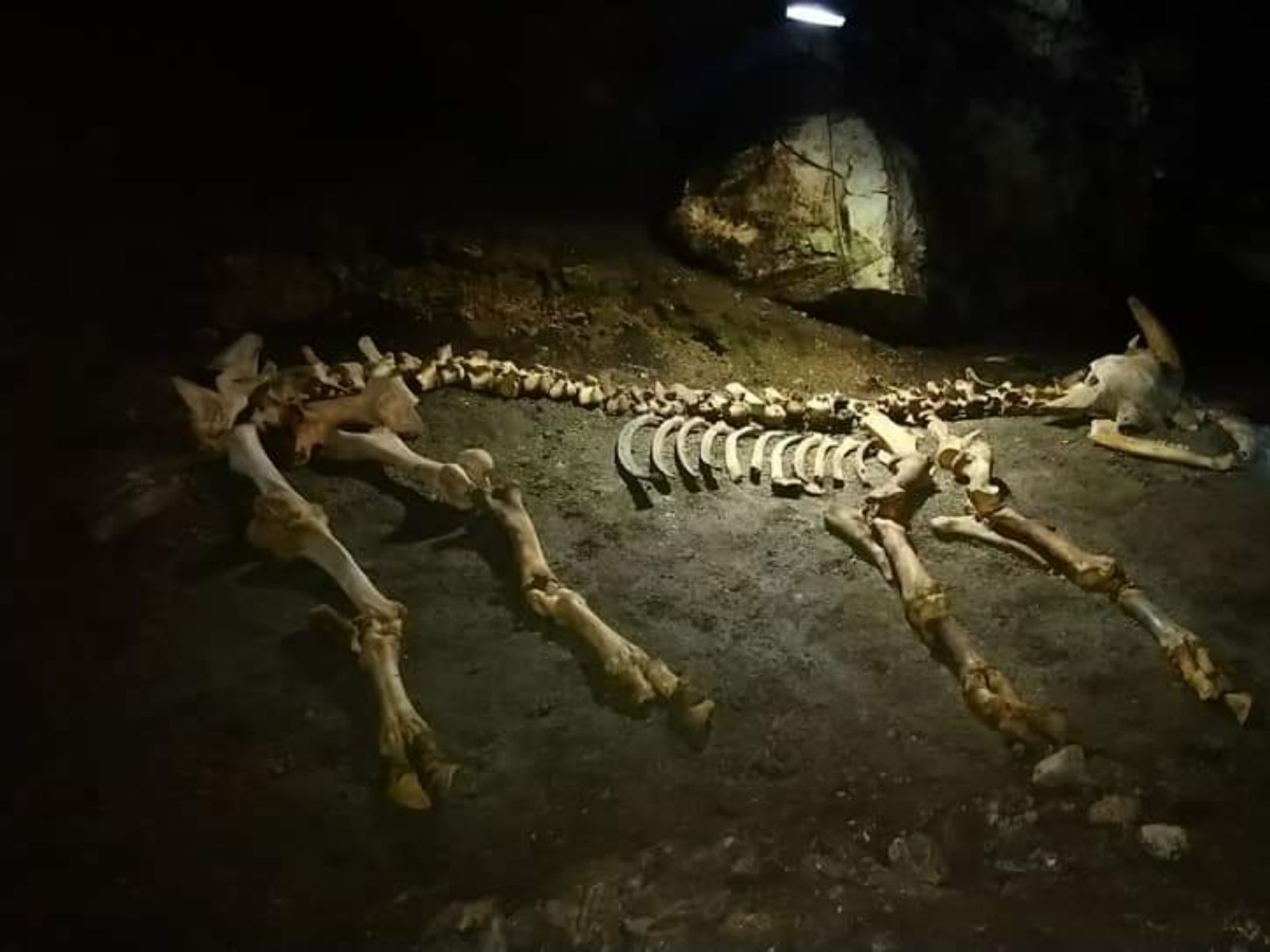 Пещера Эмине-Баир-Хосар: маленький палеонтологический музей