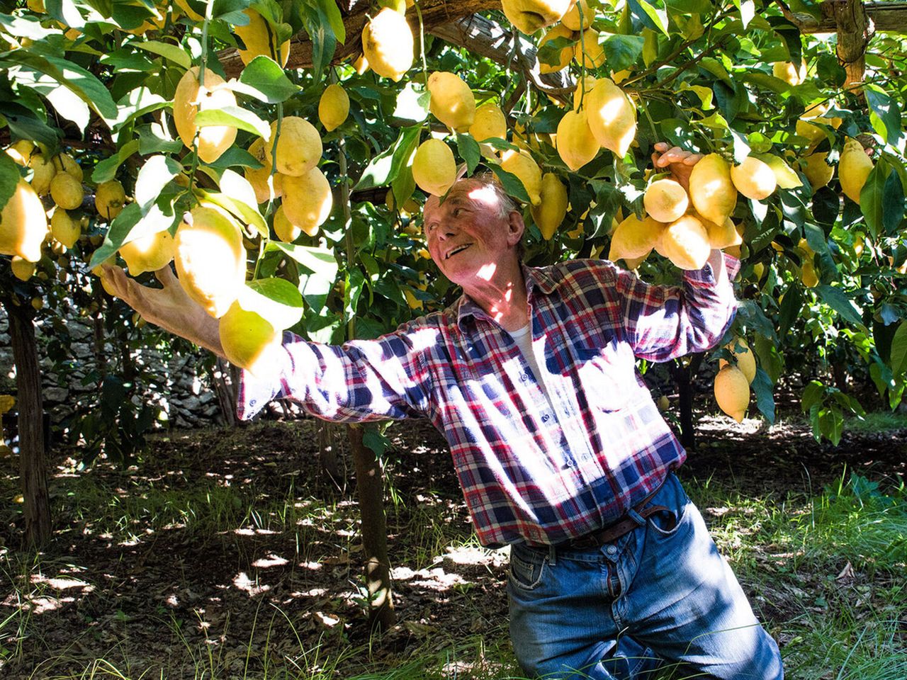 Амальфи, лимонные плантации+дегустация лимончелло | Цена 250€, отзывы, описание экскурсии