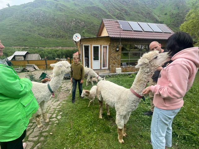 В гости к альпака из Пятигорска