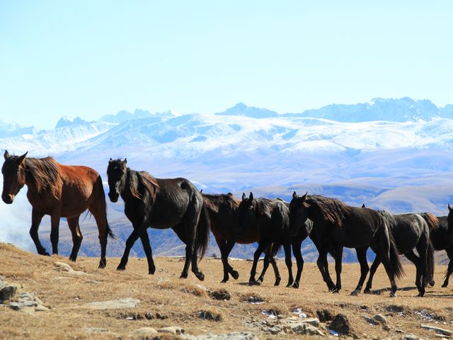 Обзорная экскурсия на Эльбрус из Пятигорска