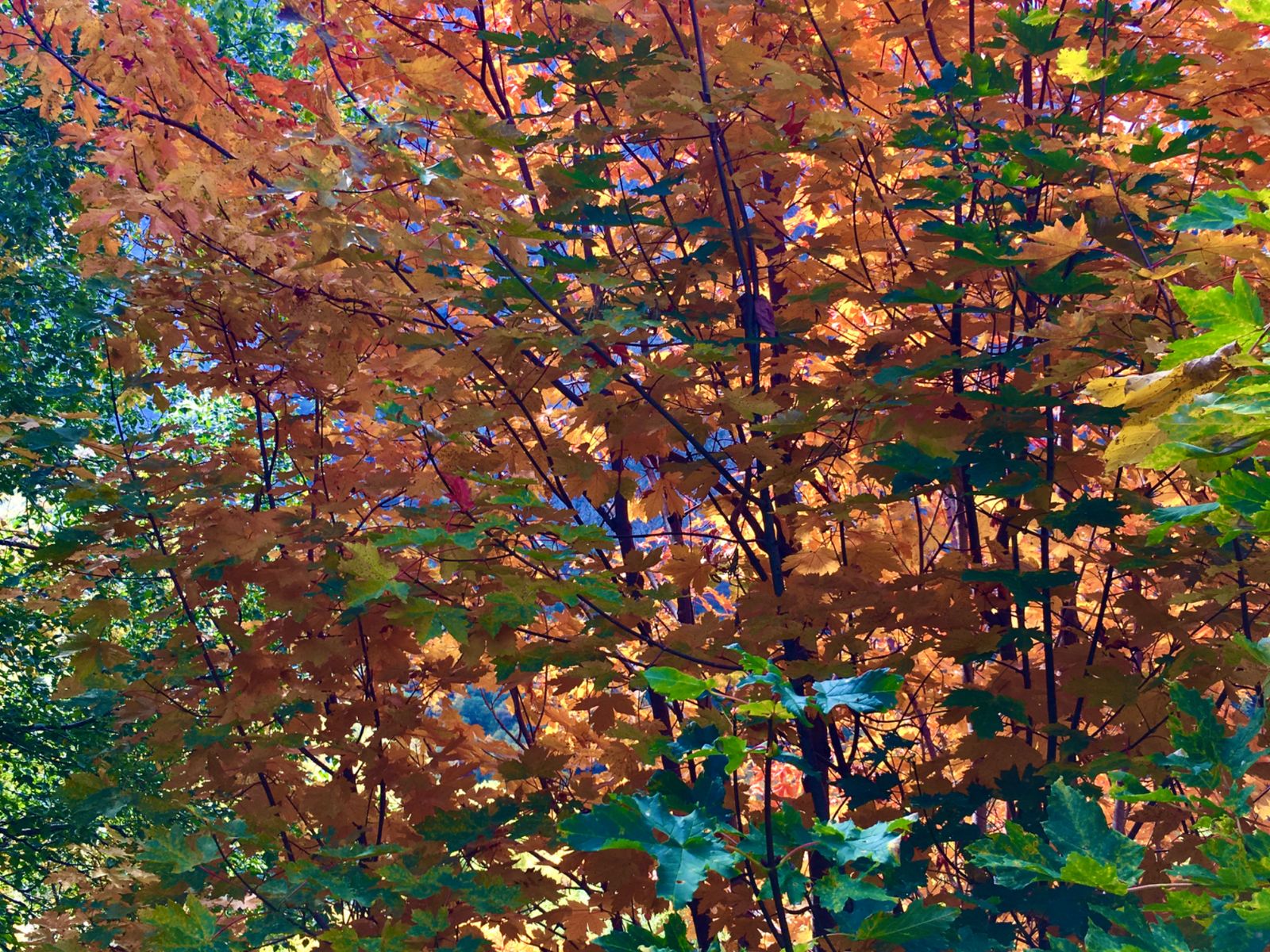 Осенние краски Домбая 