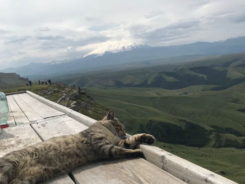 Кот