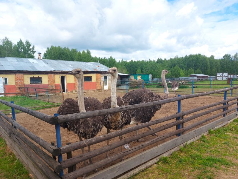 Страусы