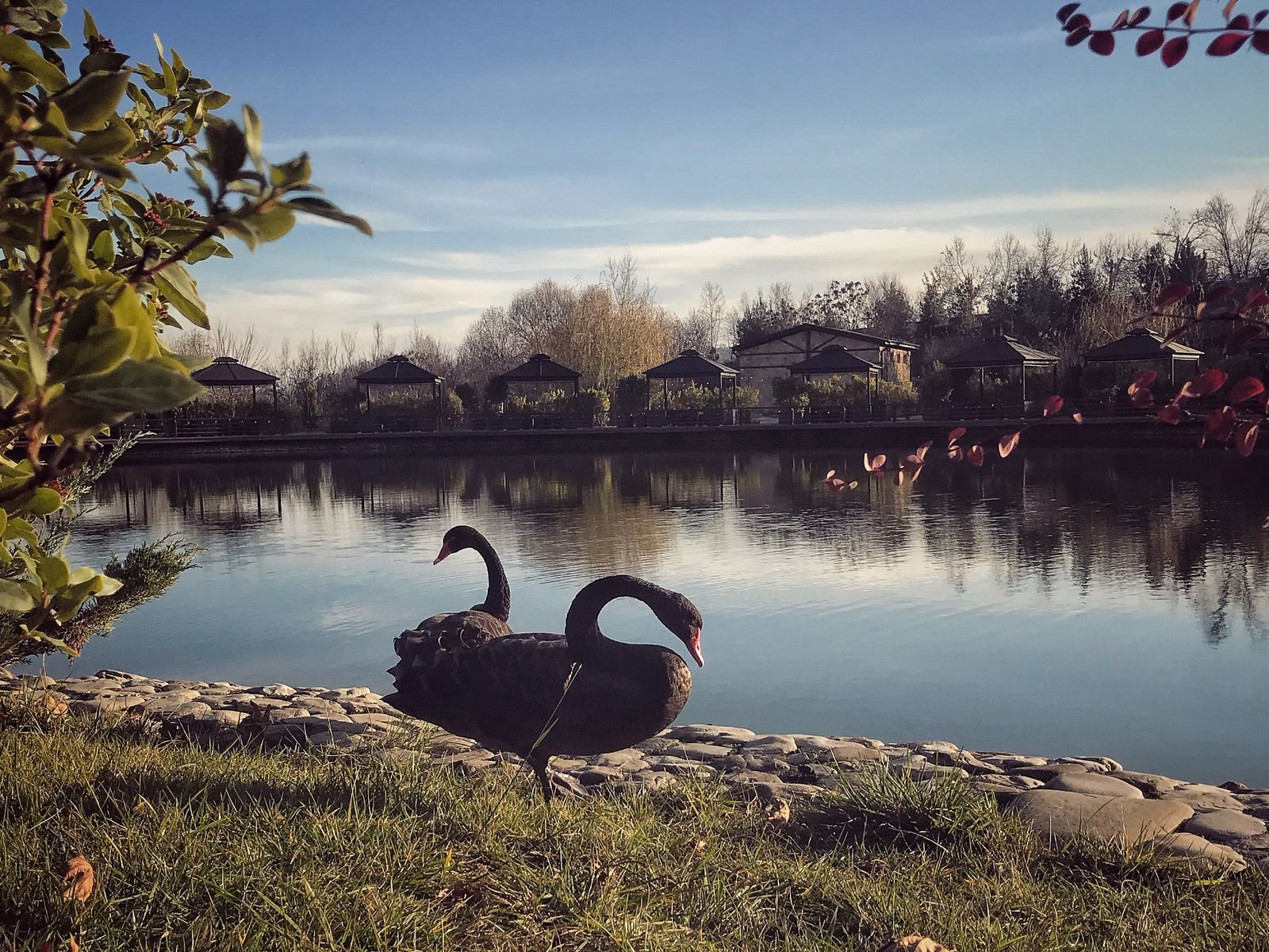 Черные лебеди в саду при винодельне "Мейсари", Шемаха
