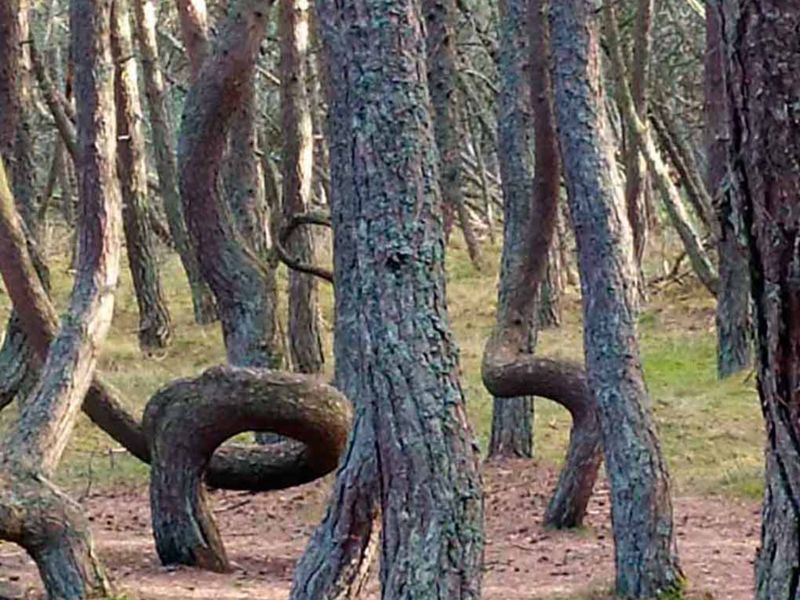 Танцующий лес