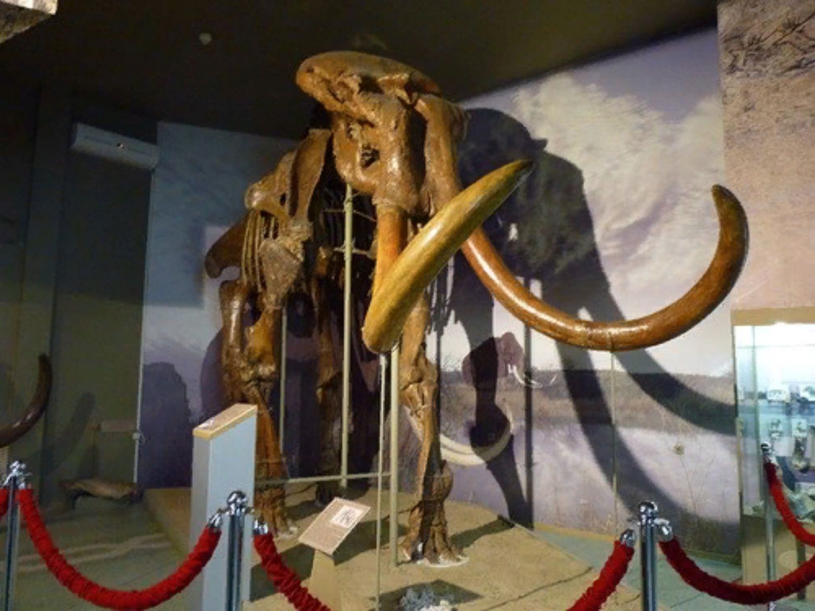 Один из экспонатов - скелет мамонта 