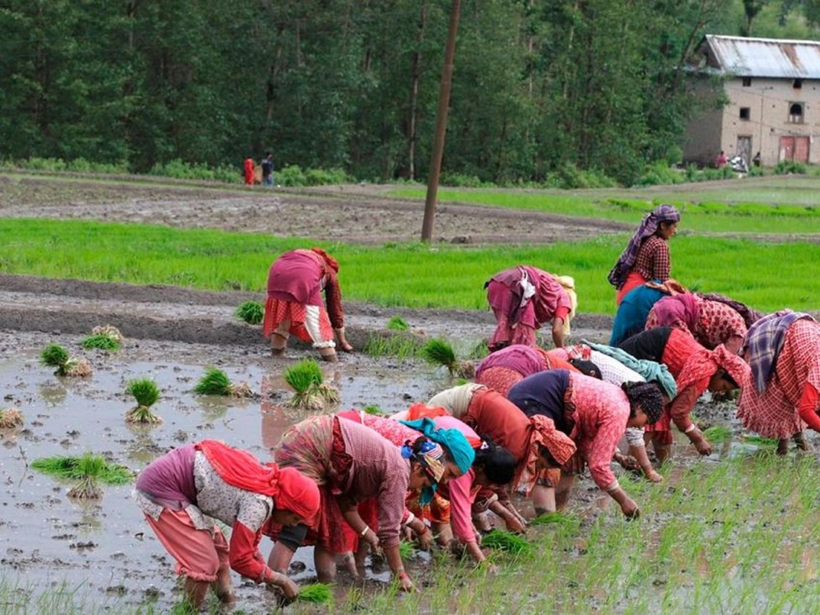 Женщины сажают рис