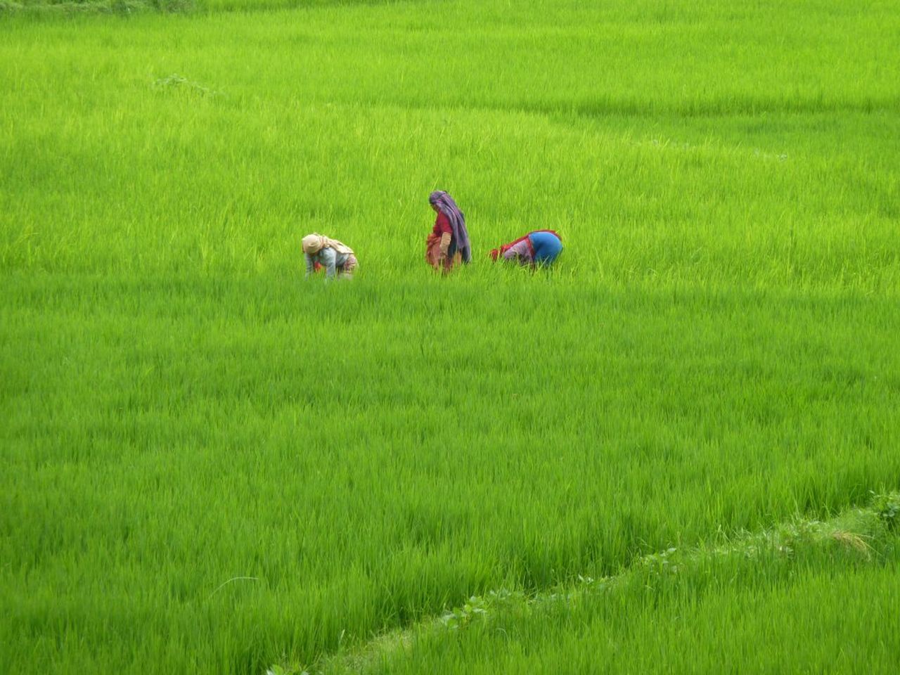 Путешествие по рисовым полям Непала на 3 дня | Цена 165$, отзывы, описание экскурсии