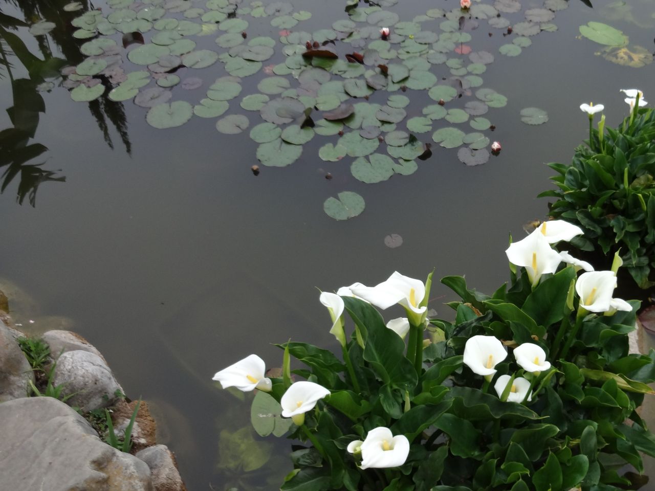 Обзорная экскурсия из Ялты в Никитский сад и Гурзуф - групповая экскурсия в Ялте на машине гида длительностью 7.5 часов с количеством участников до 3 человек цена экскурсии 2700₽